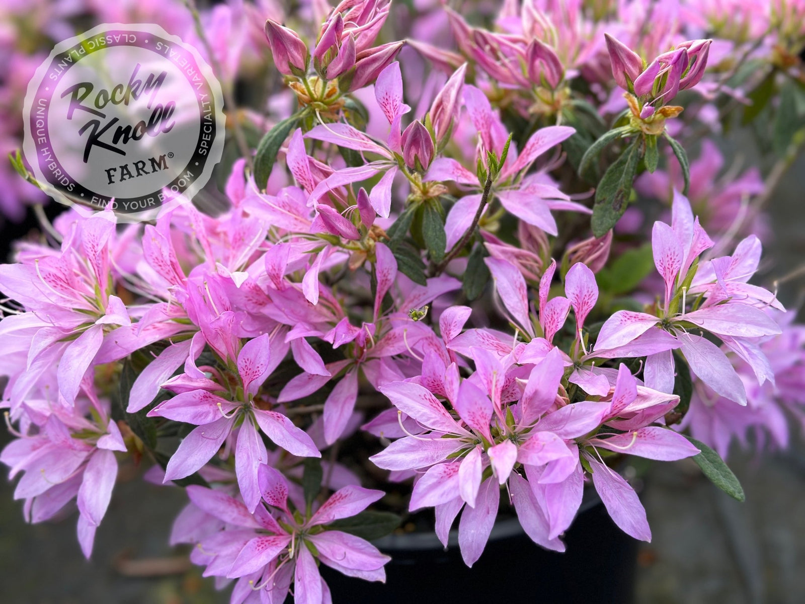 Koromo Shikibu (aka 'Koromo-shikibu') - Rocky Knoll Farm