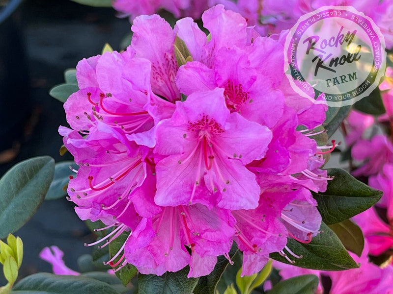 Aglo (Weston's Aglo) plant from Rocky Knoll Farm