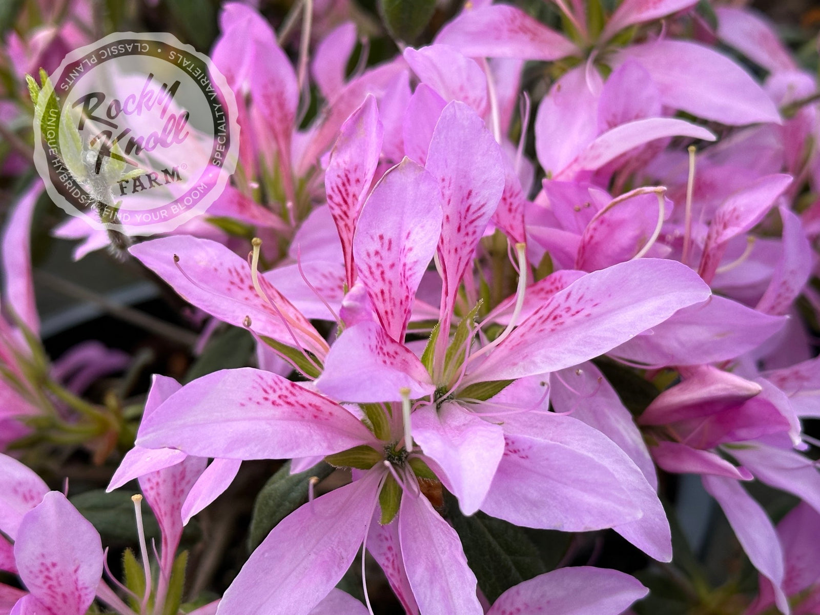 SOOR PLOOM 花柄オールインワン 4yr/104cm Tolumnia Jairak Rainbow 'Hot Pink' – 305 Greenery, Inc.