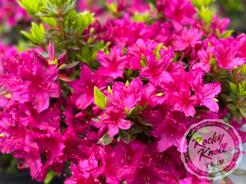 Girard's Fuchsia Azalea plant from Rocky Knoll Farm