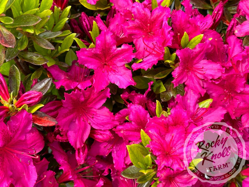 Girard's Fuchsia Azalea plant from Rocky Knoll Farm