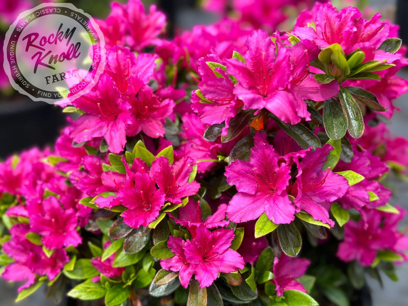 Girard's Fuchsia Azalea plant from Rocky Knoll Farm