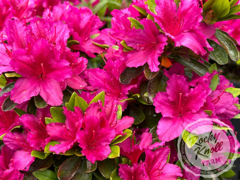 Girard's Fuchsia Azalea plant from Rocky Knoll Farm