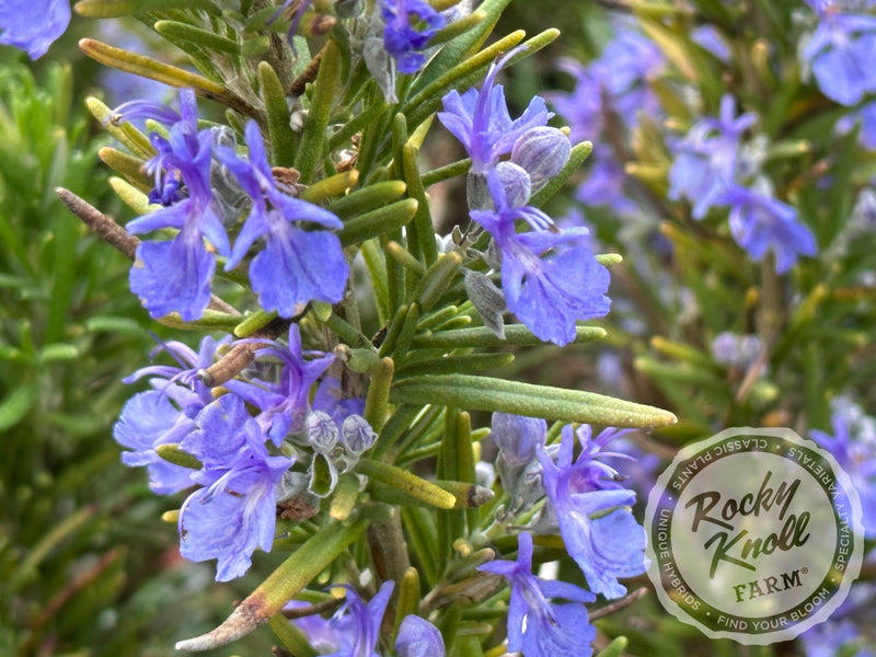 Tuscan Blue Rosemary plant from Rocky Knoll Farm