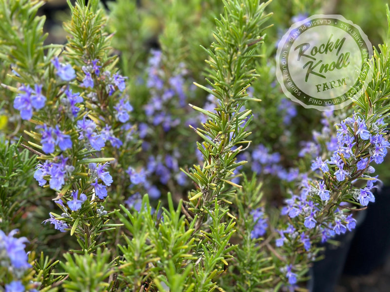 Tuscan Blue Rosemary plant from Rocky Knoll Farm