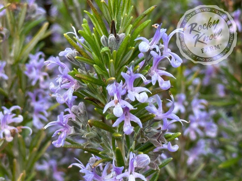 Barbeque Rosemary plant from Rocky Knoll Farm