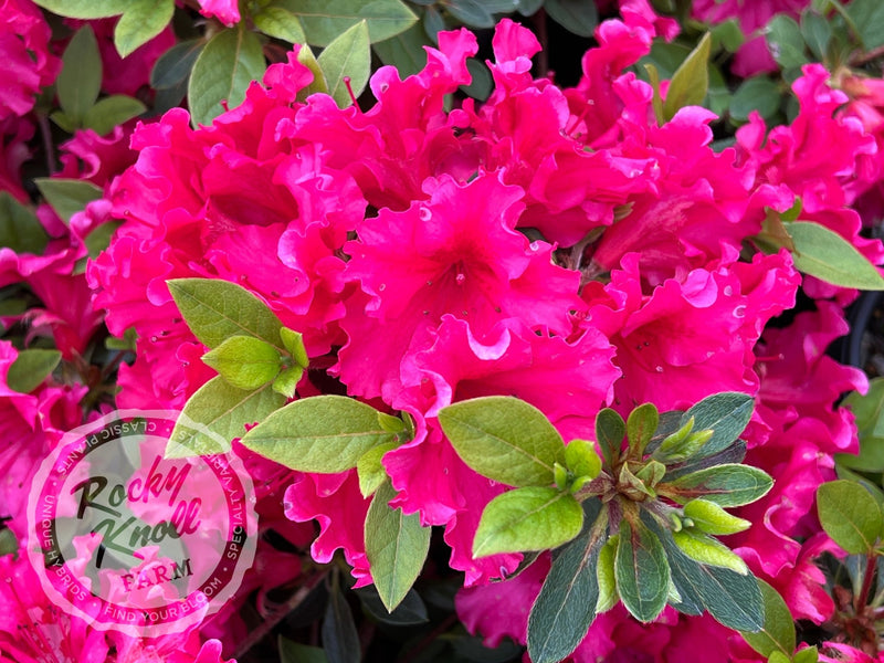 Dorothy Gish (Rhododendron Dorothy Gish) plant from Rocky Knoll Farm
