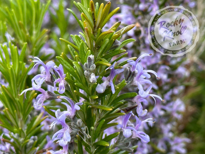 Barbeque Rosemary plant from Rocky Knoll Farm