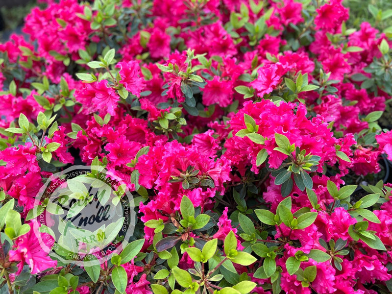 Dorothy Gish (Rhododendron Dorothy Gish) plant from Rocky Knoll Farm