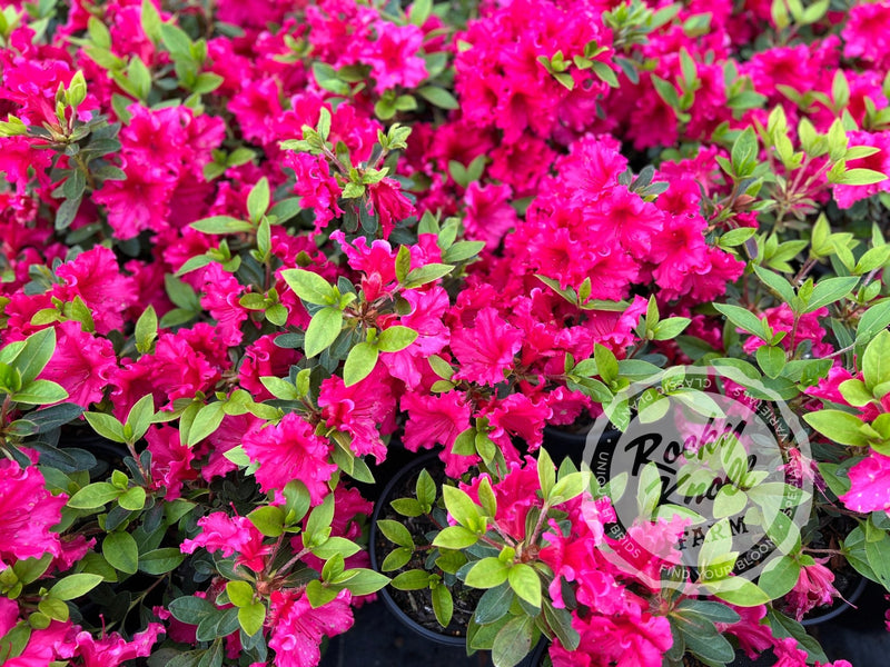Dorothy Gish (Rhododendron Dorothy Gish) plant from Rocky Knoll Farm