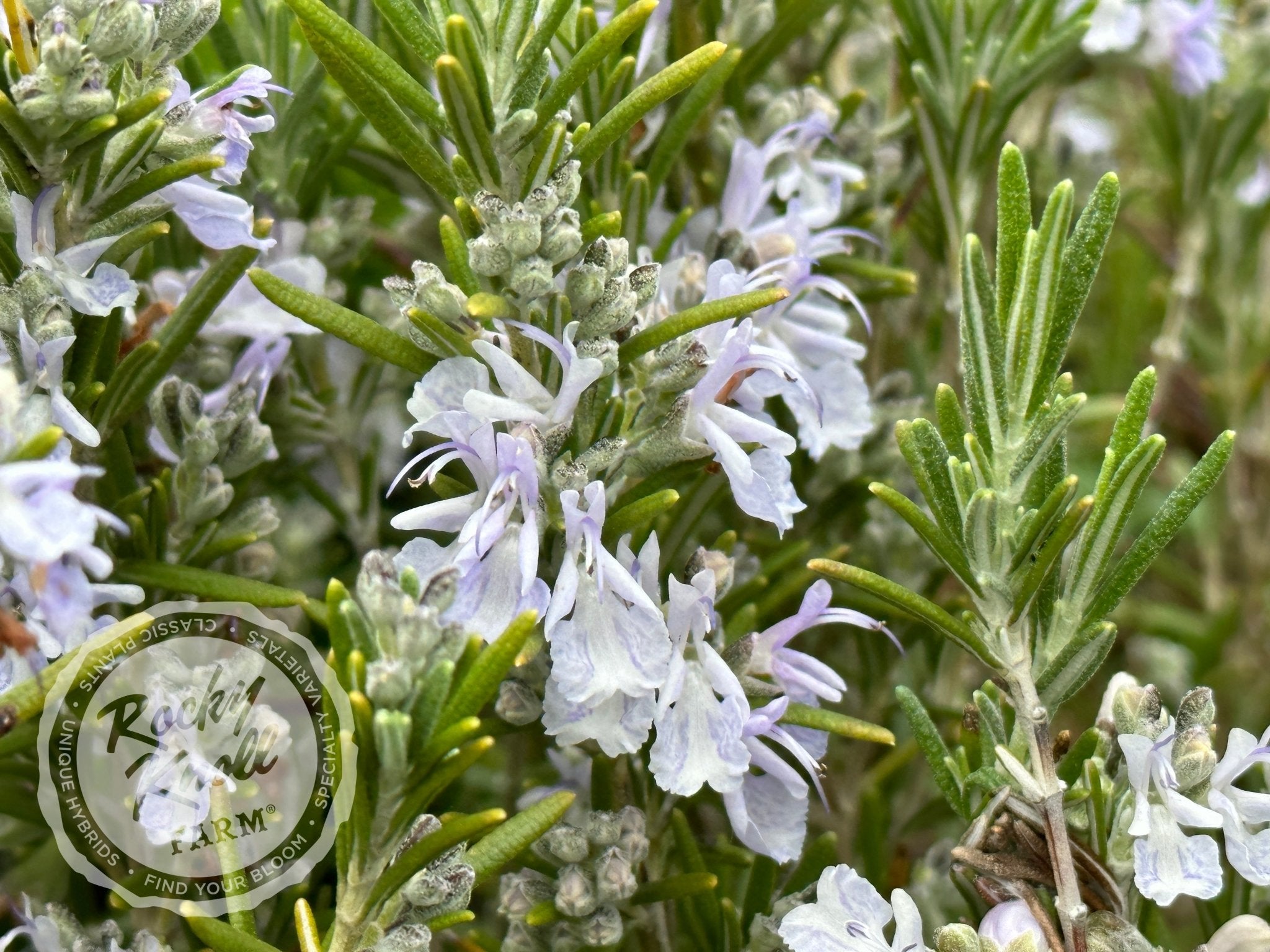Arp Rosemary Rocky Knoll Farm