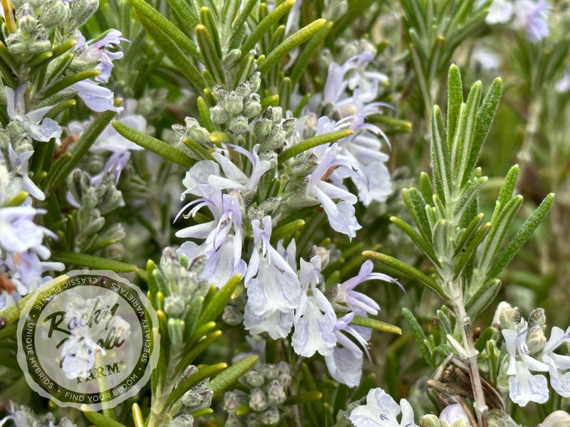 Arp Rosemary plant from Rocky Knoll Farm
