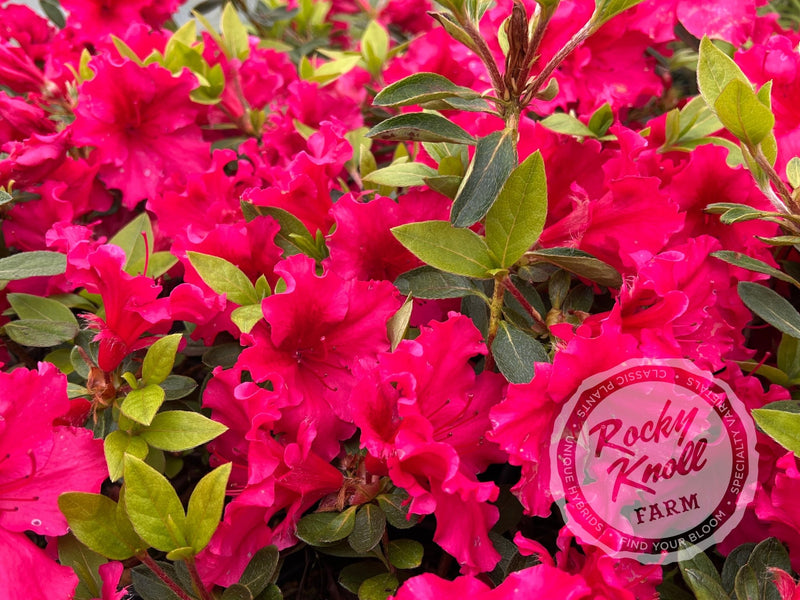 Dorothy Gish (Rhododendron Dorothy Gish) plant from Rocky Knoll Farm