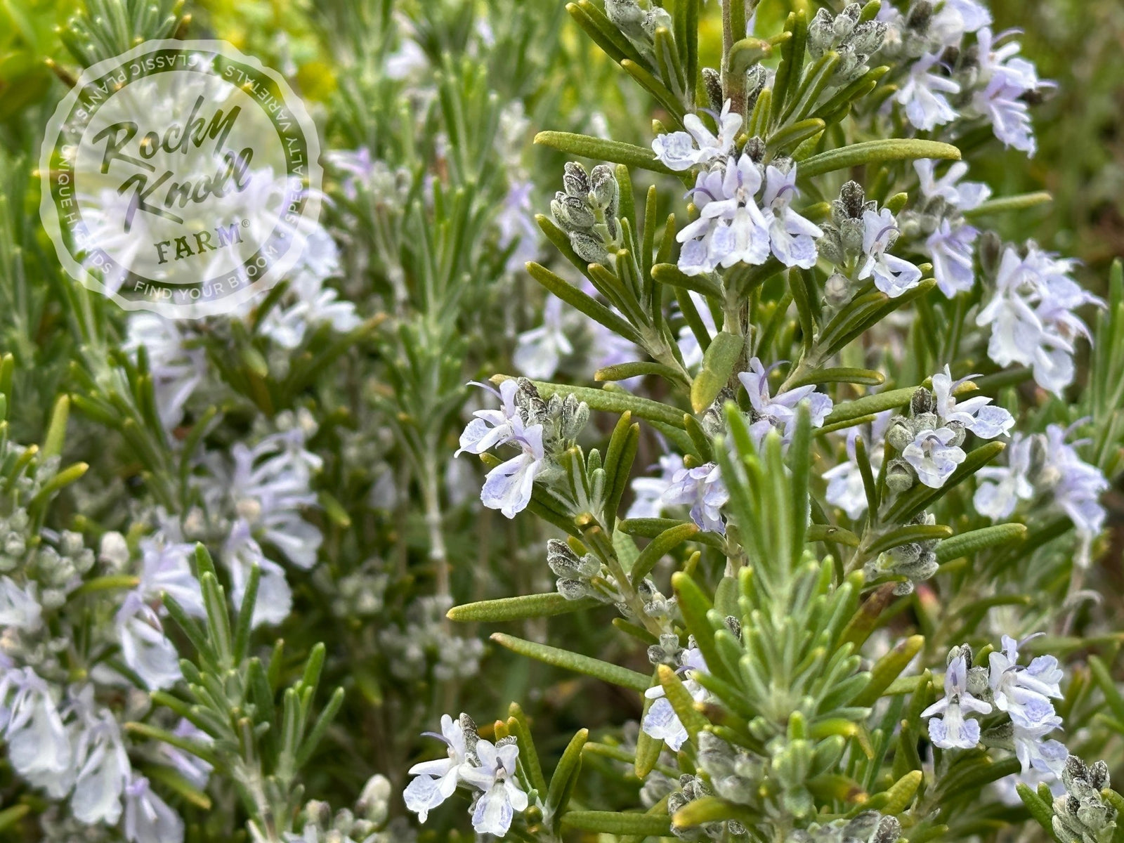 Arp Rosemary - Rocky Knoll Farm
