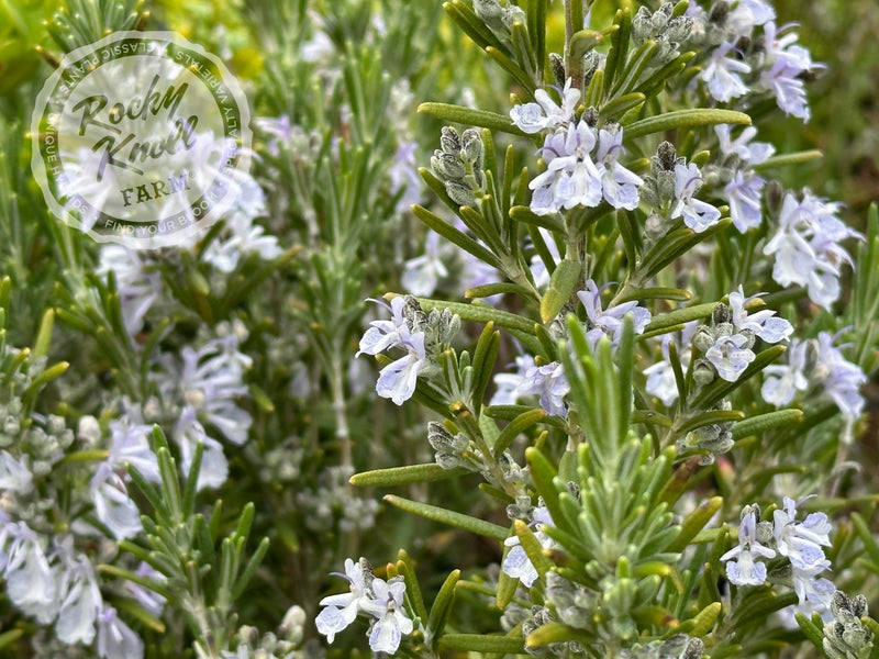 Arp Rosemary plant from Rocky Knoll Farm