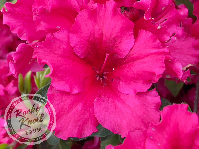Dorothy Gish (Rhododendron Dorothy Gish) plant from Rocky Knoll Farm