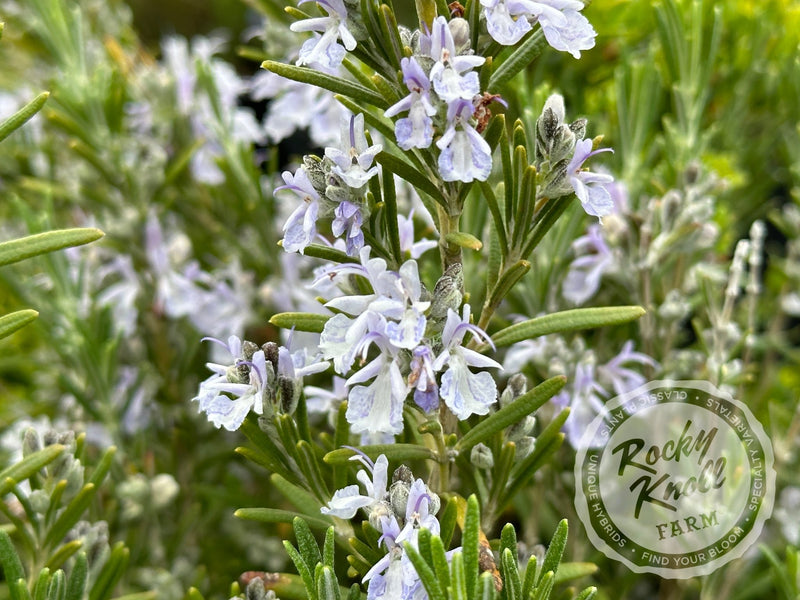 Arp Rosemary plant from Rocky Knoll Farm