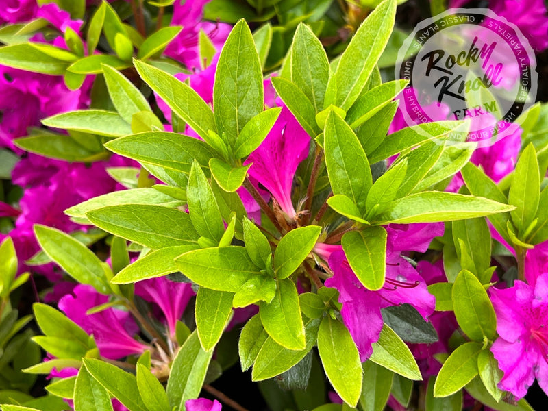 Blue Danube plant from Rocky Knoll Farm