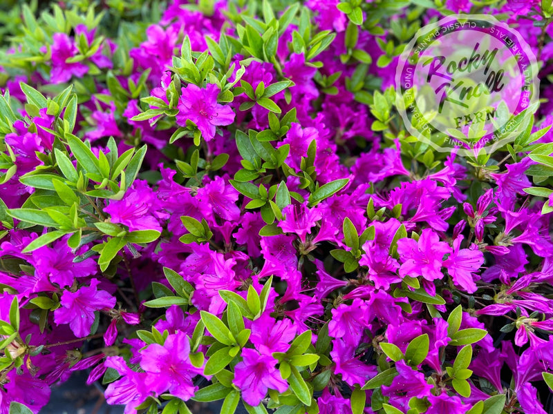 Blue Danube plant from Rocky Knoll Farm