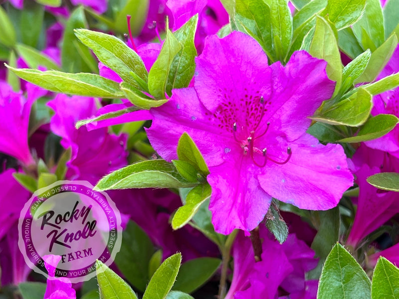 Blue Danube plant from Rocky Knoll Farm