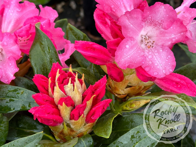 Solidarity plant from Rocky Knoll Farm