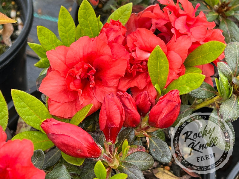 Coral Amazement plant from Rocky Knoll Farm