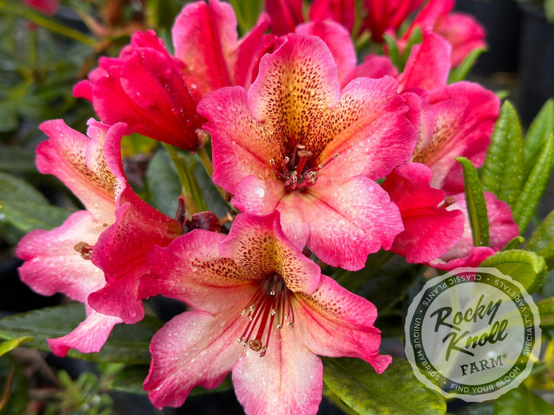Scarlet Leopard plant from Rocky Knoll Farm