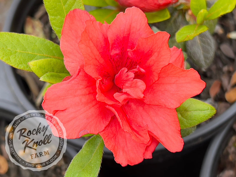 Coral Amazement plant from Rocky Knoll Farm