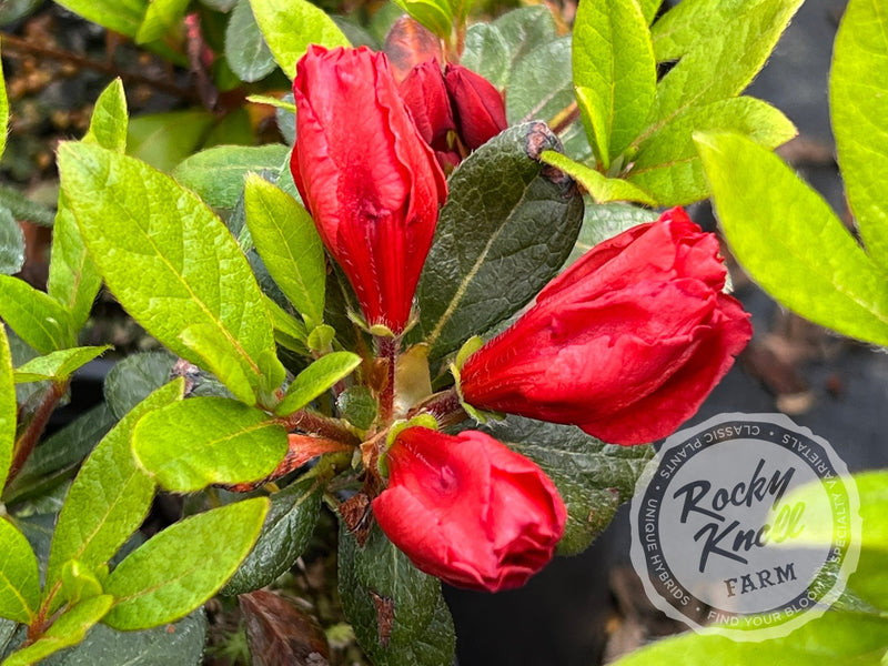 Coral Amazement plant from Rocky Knoll Farm