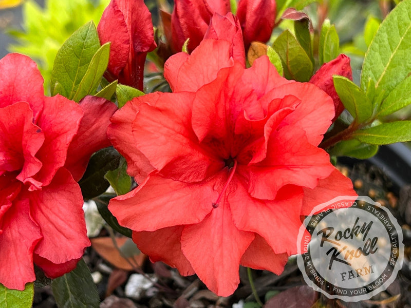 Coral Amazement plant from Rocky Knoll Farm