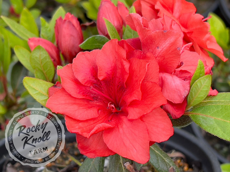Coral Amazement plant from Rocky Knoll Farm