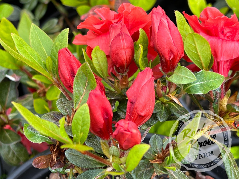Coral Amazement plant from Rocky Knoll Farm