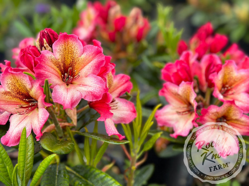 Scarlet Leopard plant from Rocky Knoll Farm