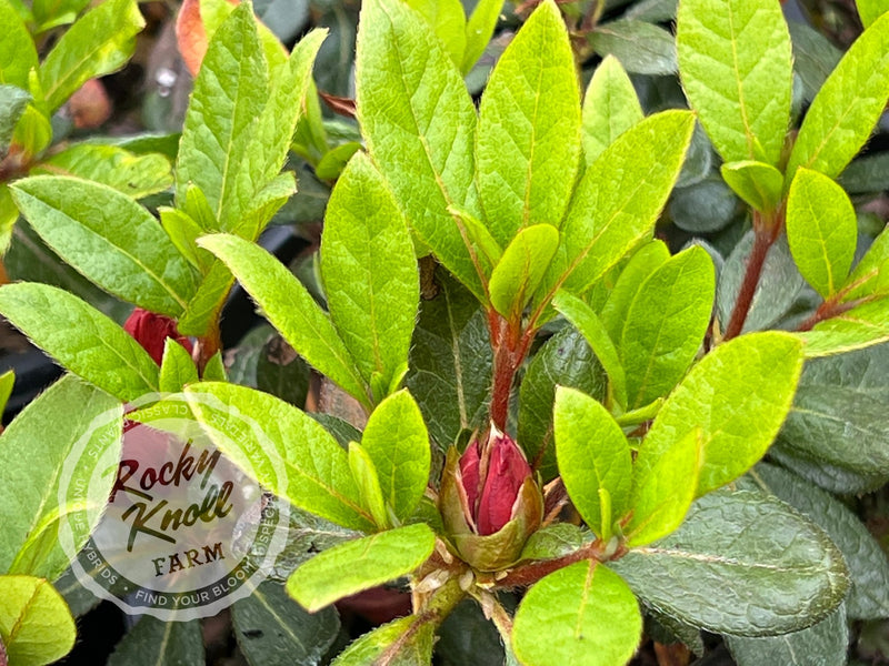 Coral Amazement plant from Rocky Knoll Farm