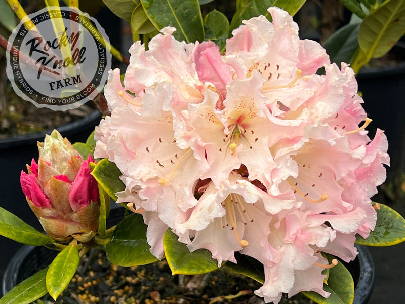 Maddie Mae plant from Rocky Knoll Farm
