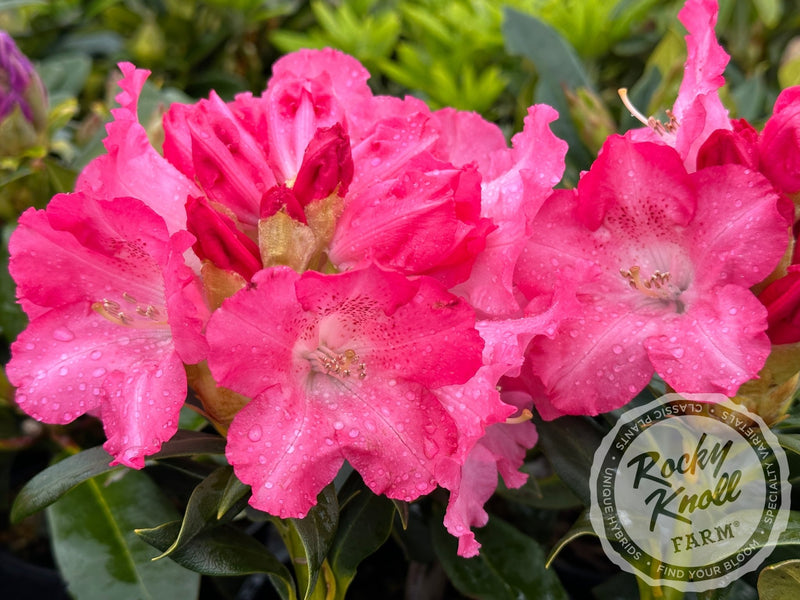 Anita Genrich plant from Rocky Knoll Farm
