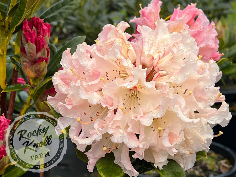 Maddie Mae plant from Rocky Knoll Farm