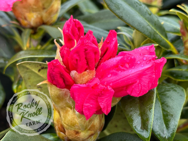 Anita Genrich plant from Rocky Knoll Farm