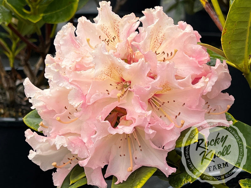 Maddie Mae plant from Rocky Knoll Farm