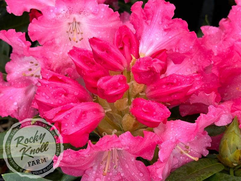 Anita Genrich plant from Rocky Knoll Farm