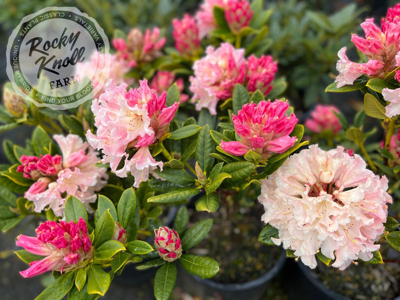 Maddie Mae plant from Rocky Knoll Farm