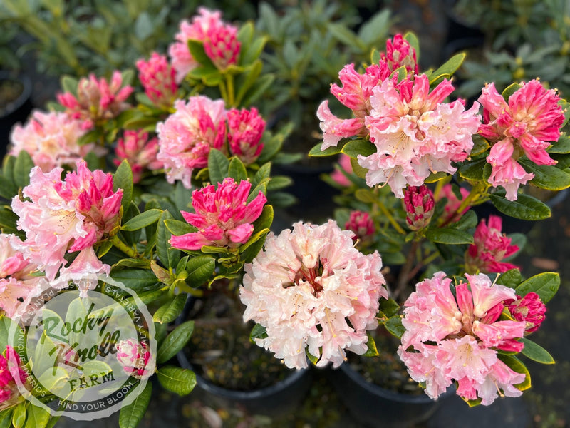 Maddie Mae plant from Rocky Knoll Farm