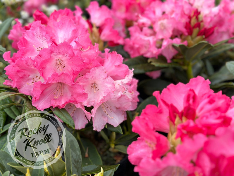 Anita Genrich plant from Rocky Knoll Farm