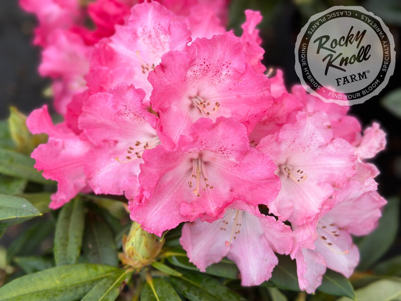 Anita Genrich plant from Rocky Knoll Farm
