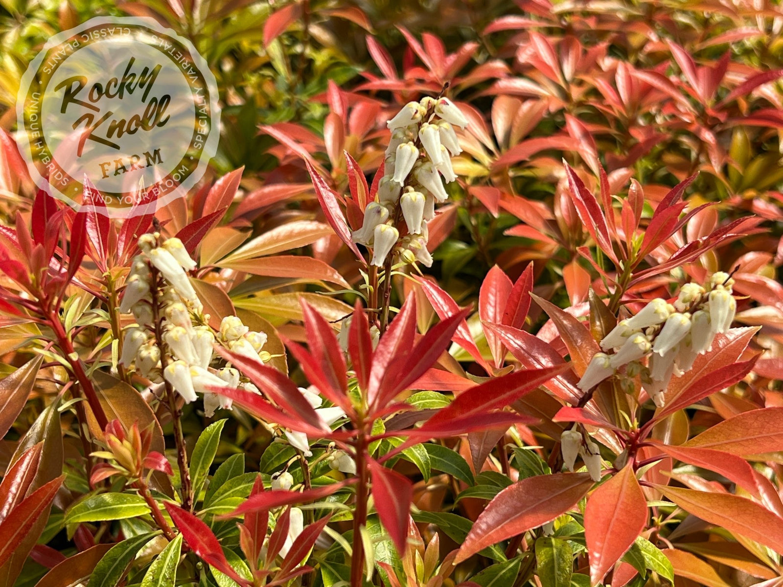Pieris japonica 'Scarlet O'Hara'