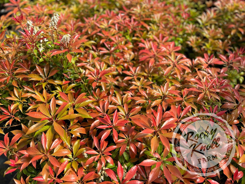 Pieris Scarlet O'Hara plant from Rocky Knoll Farm