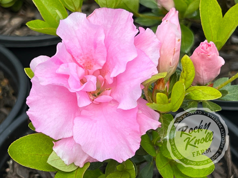 Betty Anne Voss plant from Rocky Knoll Farm