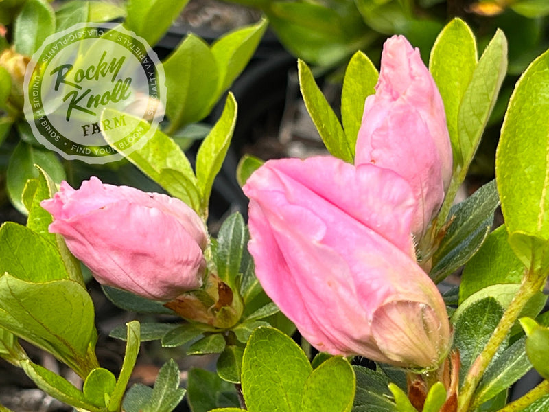 Betty Anne Voss plant from Rocky Knoll Farm
