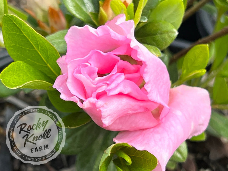 Betty Anne Voss plant from Rocky Knoll Farm