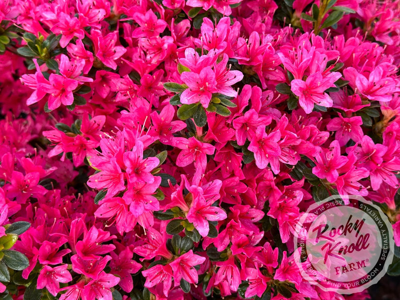 Sun Star plant from Rocky Knoll Farm